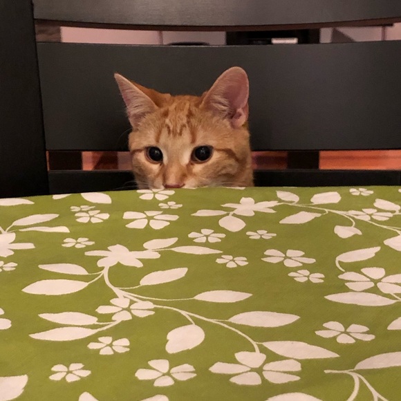 Meet your Posher, Claudia - Picture 1 of 1